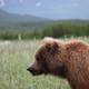 Illustration for article titled Please Enjoy This Gallery Of Amazing Bear Photos